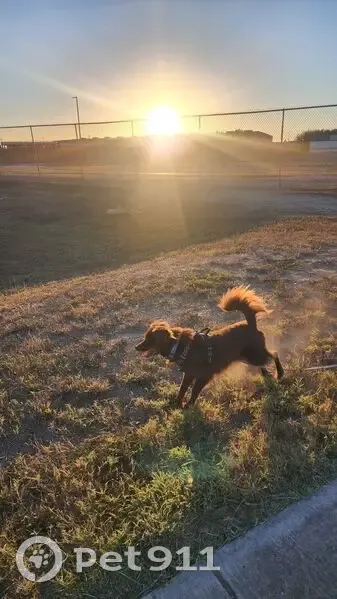 Lost: Friendly Brown Bird Dog in Mission - photo