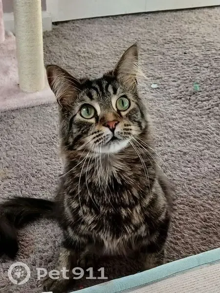 Lost Friendly Cat: Seymour Ave, Jackson - photo