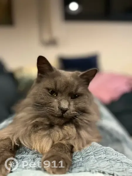 Chatte angora Maia perdue à Fonbeauzard - photo