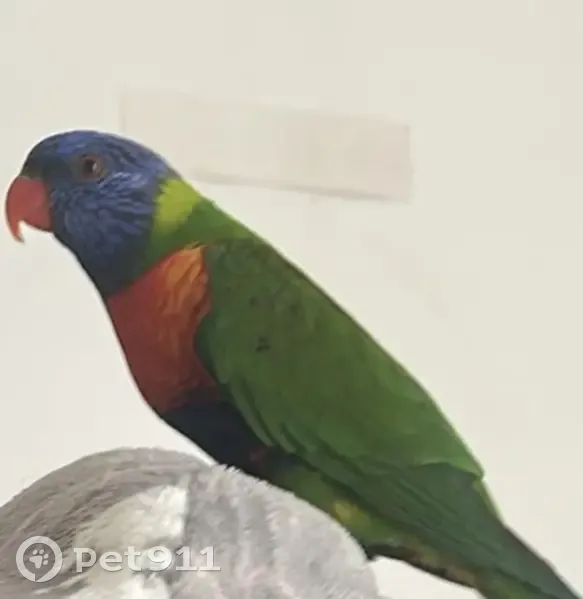 ¡Ave Multicolor Perdida en Inca! - photo