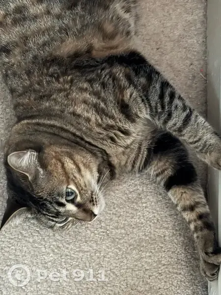 Missing 6-Toed Cat - NW Lynch Way, Redmond - photo