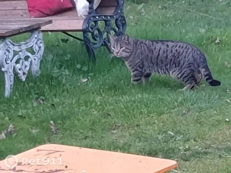 Chat gris zébré noir trouvé à Chavagnes - photo
