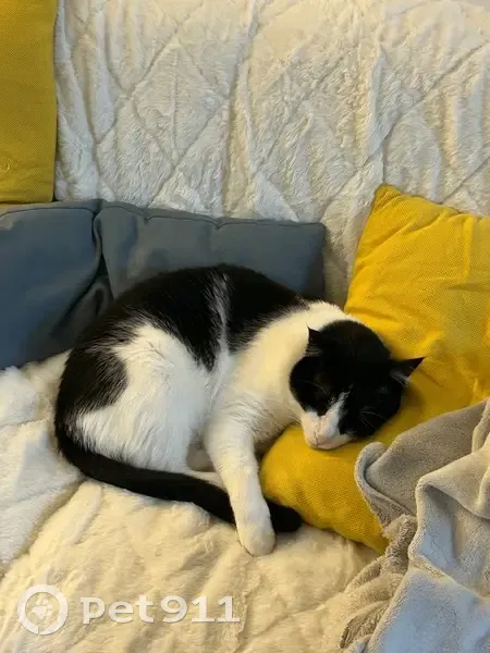 Chat curieux disparu à Jouy-le-Moutier - photo