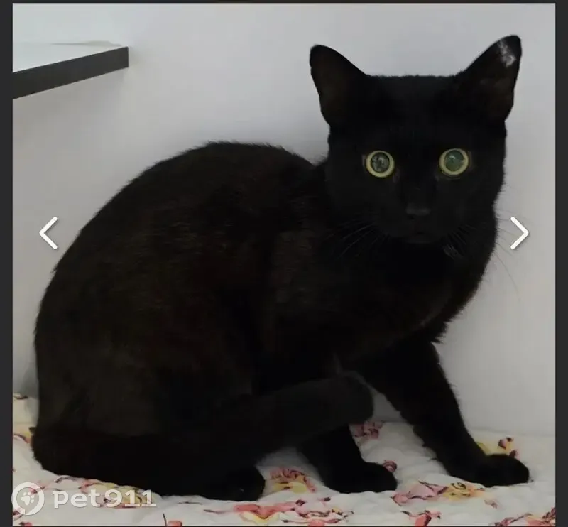 Lost: Timid Black Cat in Oakwal Area - photo