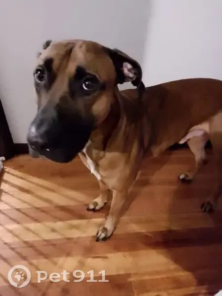 Lost Dog in Lynbrook: Paterson Drive - photo