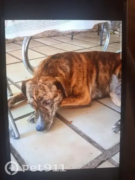 Cachorro perdido - photo