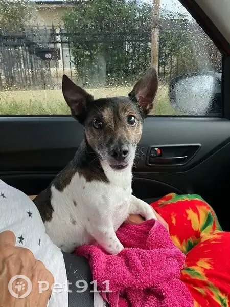 Found: Wet Jack Russell Near Railway - photo