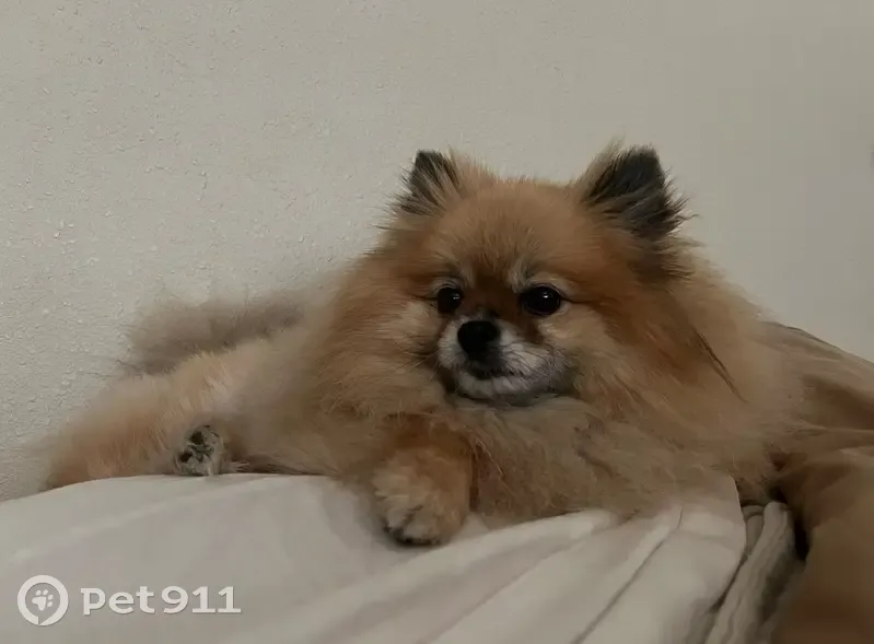 Missing Fluffy Pom on Downing St, Belton - photo