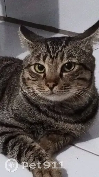 Gato desaparecido - photo