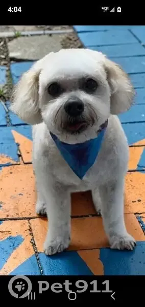 Lost: Sweet 16-Year-Old Teddy Bear Dog - photo