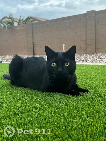 Lost Cat: Shy & Friendly in Litchfield - photo