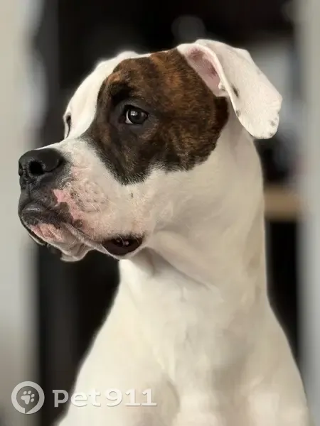 Lost Dog: White with Brindle Eye Spot - photo