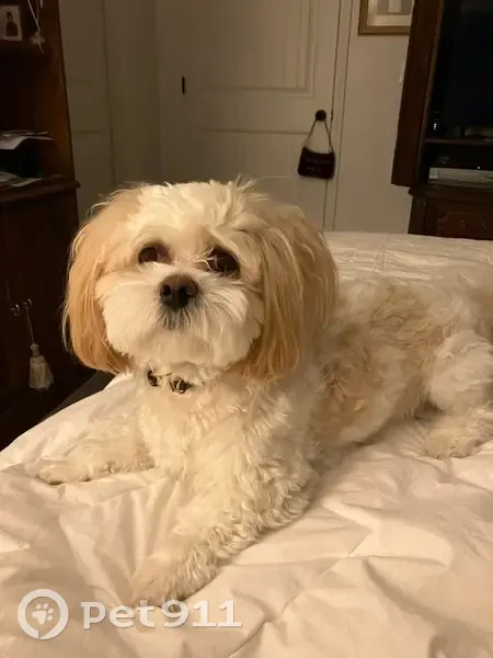Lost Shih Tzu-Bichon Mix: 'Chip' in Bentonville - photo