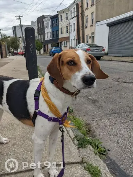 Lost: Beagle Mix Zane in Kidder Twp - photo
