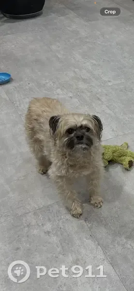 Lost: Scared Shih Tzu Mix in Centerville - photo