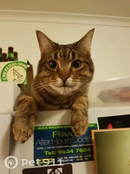 Lost Tabby Cat: Brown & Black Stripes - photo