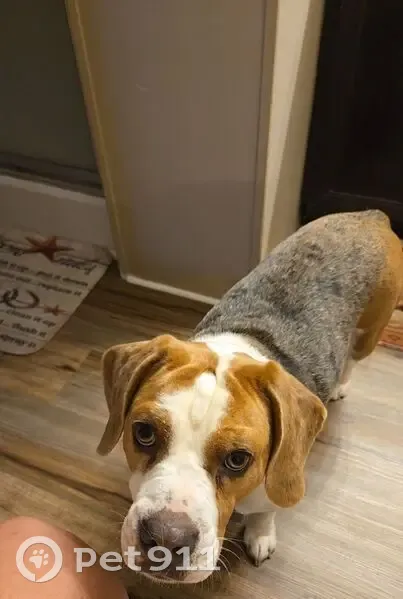 Lost Bulldog-Beagle Mix on Nursery St - photo