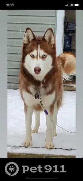 Lost Dog Zuyan: White & Brown, Pink Collar - photo