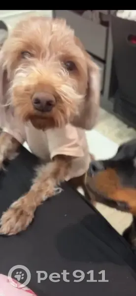 Lost: White & Brown Dog, Saint Johns NY - photo