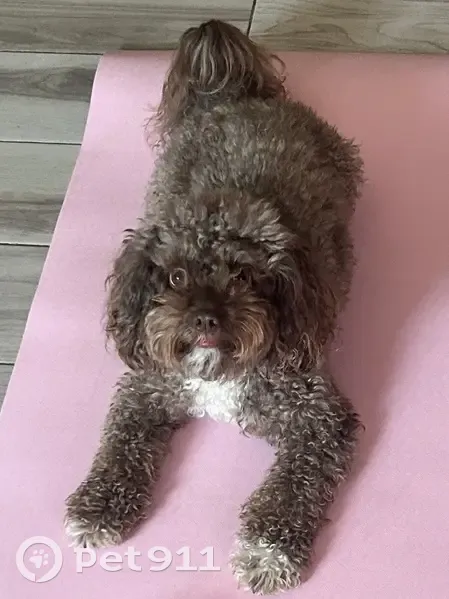 Lost Dog: Brown & White Curly Coat - photo