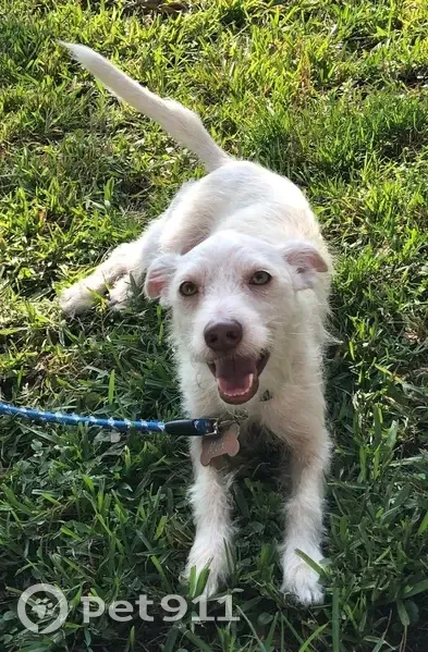 Help Find Max: Missing in South Houston - photo