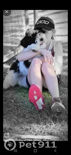 Lost Therapy Dog: Black & White Shih Tzu - photo