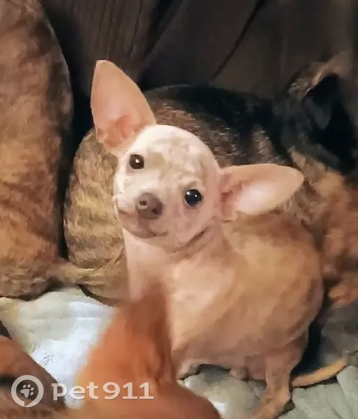 Lost Shy Dog: Graves Gap Rd, Hayden - photo