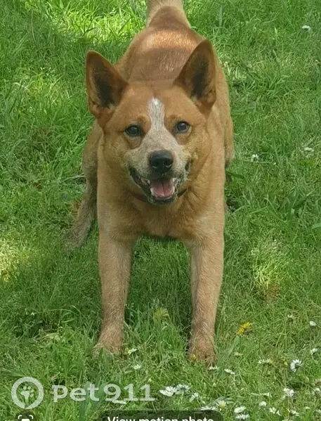 Lost Red Heeler on Timms Ave, Maroondah - photo