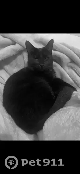 Lost Sweet One-Eyed Cat on Hope St - photo