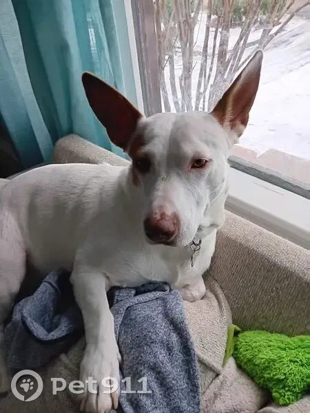 Lost Dog: Pita, Short Legs & Pointy Ears - photo