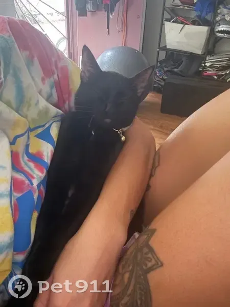 Lost Cat: Black, Green Eyes, Ala Alii St. - photo