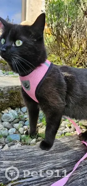 Petite chatte noire perdue à Darazac - photo