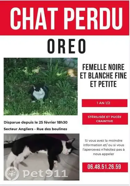 Chat perdu, noir et blanc, Angliers - photo