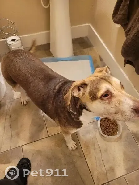 Sweet Tan Pit Bull Found on West Azure - photo