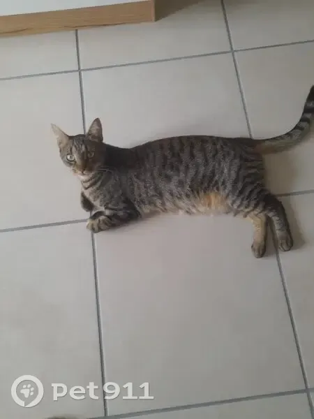 Chat européen sauvage perdu à Anisy - photo