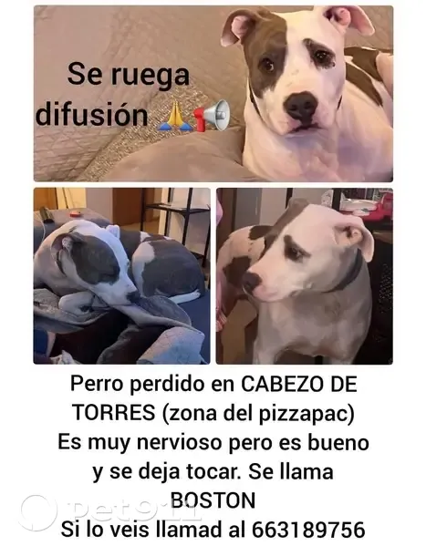 Perro Perdido: Blanco con Manchas en Cabezo - photo