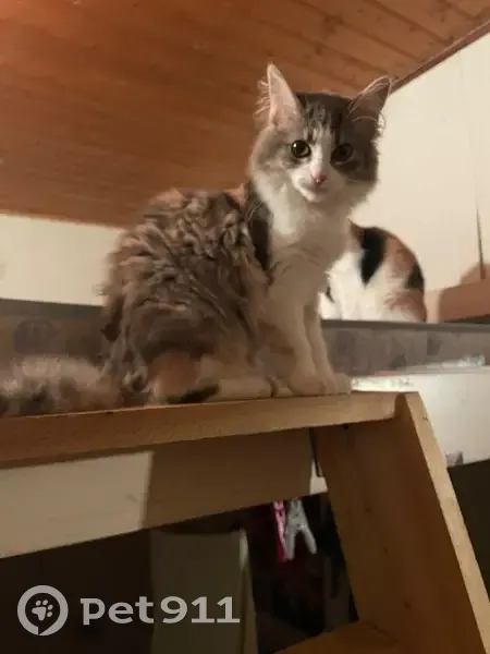 Chat gris et orange perdu à Cholet - photo
