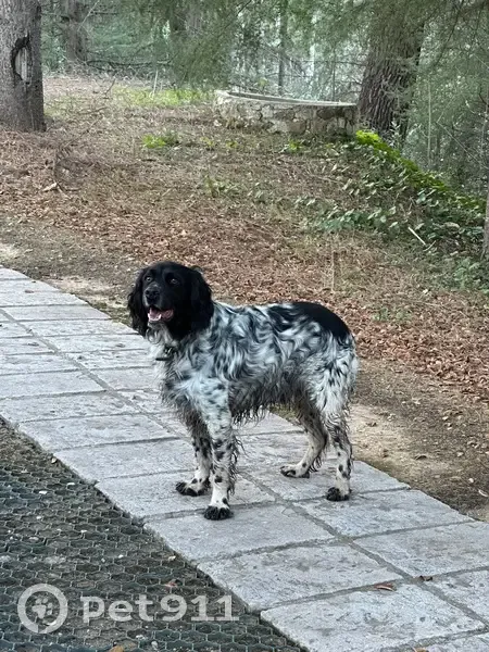 Chien gris-noir trouvé à Lasalle - photo
