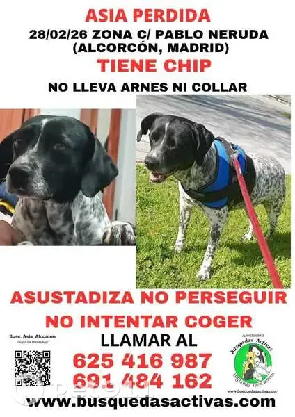 Perro Perdido Asustadizo en Alcorcón - photo