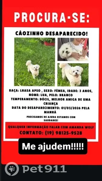 Cachorro perdido - photo