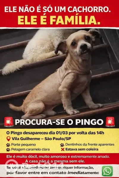 Cachorro perdido - photo