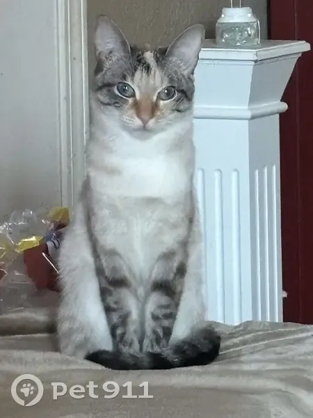 Lost: Shy Tabby Calico Cat on Beebe St - photo
