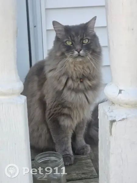 Help Find Clyde: Missing in Aberdeen - photo