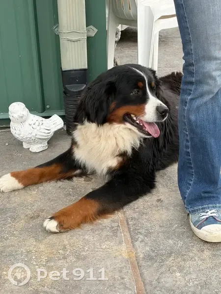 Lost Bernese Mountain Dog on Tavern Creek - photo