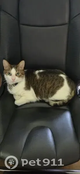 Missing Cat: Brown, Tan & White in Three Rivers - photo