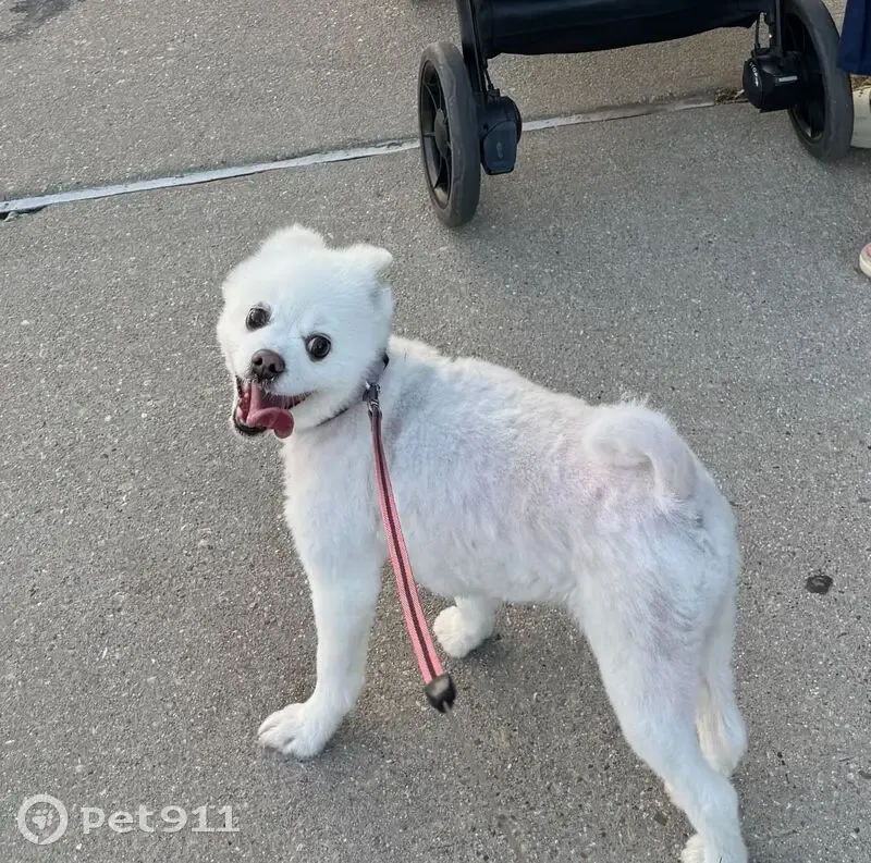 Help Find Gomyoo: Missing Pomeranian - photo