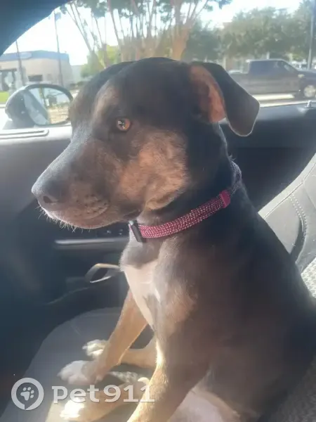 Help Reunite Missing Dog in Euless, TX - photo
