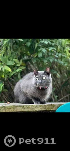 Missing: Dark Gray Cat 'Beanz' in NC - photo