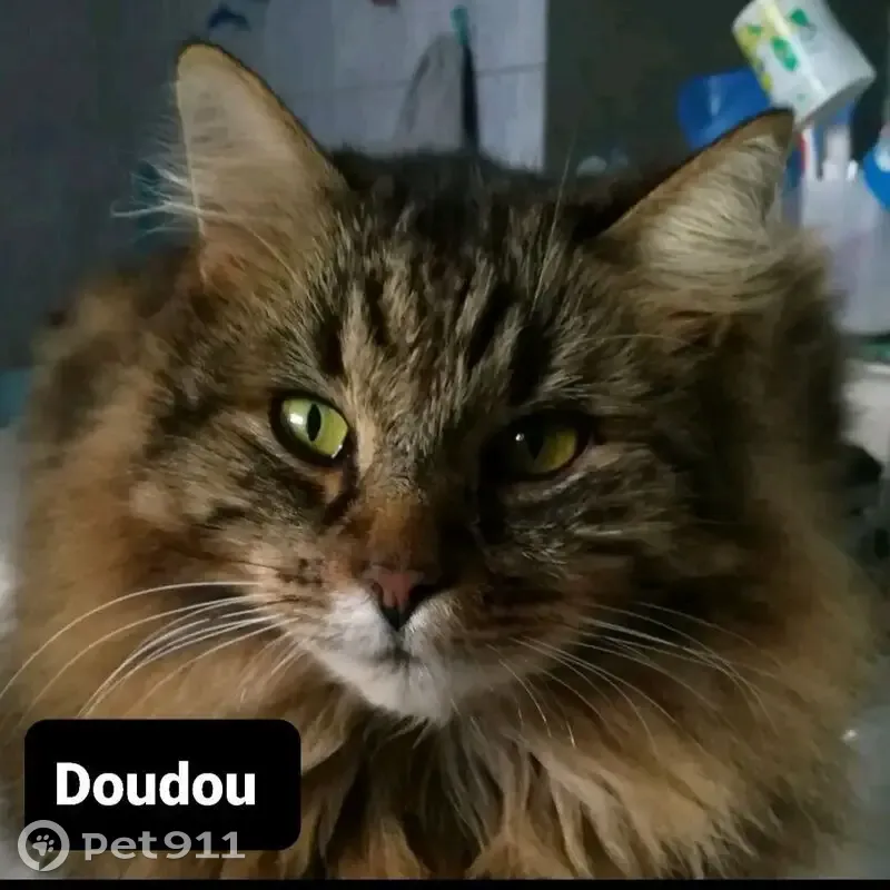 Chat disparu à la campagne Sarthe-Mayenne - photo