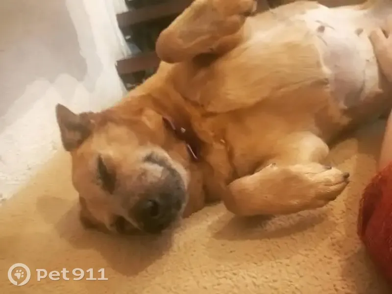 Cachorro perdido - photo